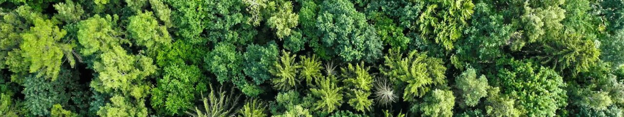 Aufnahme in Vogel-Perspektive, also Blick von oben, auf sich wiegende Bäume im Wind in Polen.