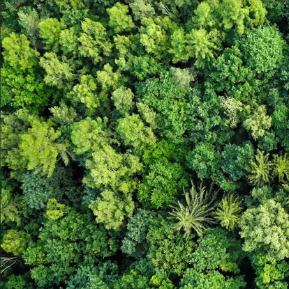 Aufnahme in Vogel-Perspektive, also Blick von oben, auf sich wiegende Bäume im Wind in Polen.